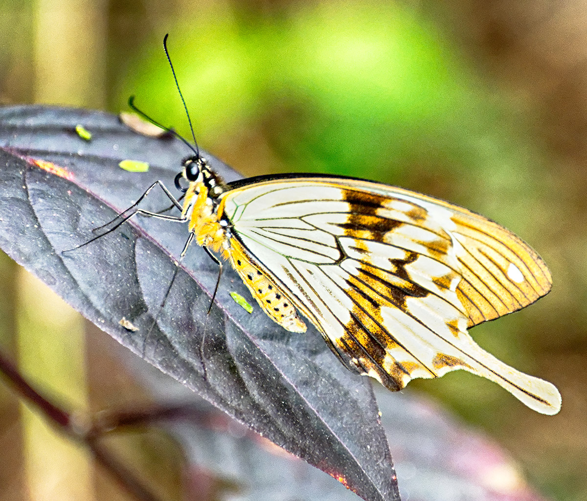 Swallowtail at Rest