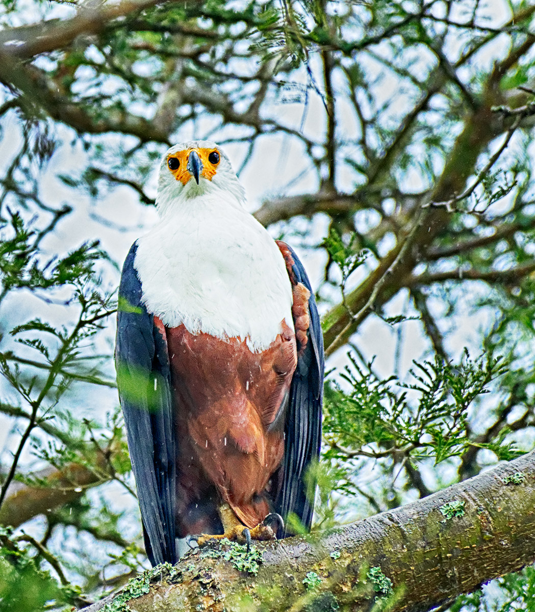 Fish Eagle - Juvenile