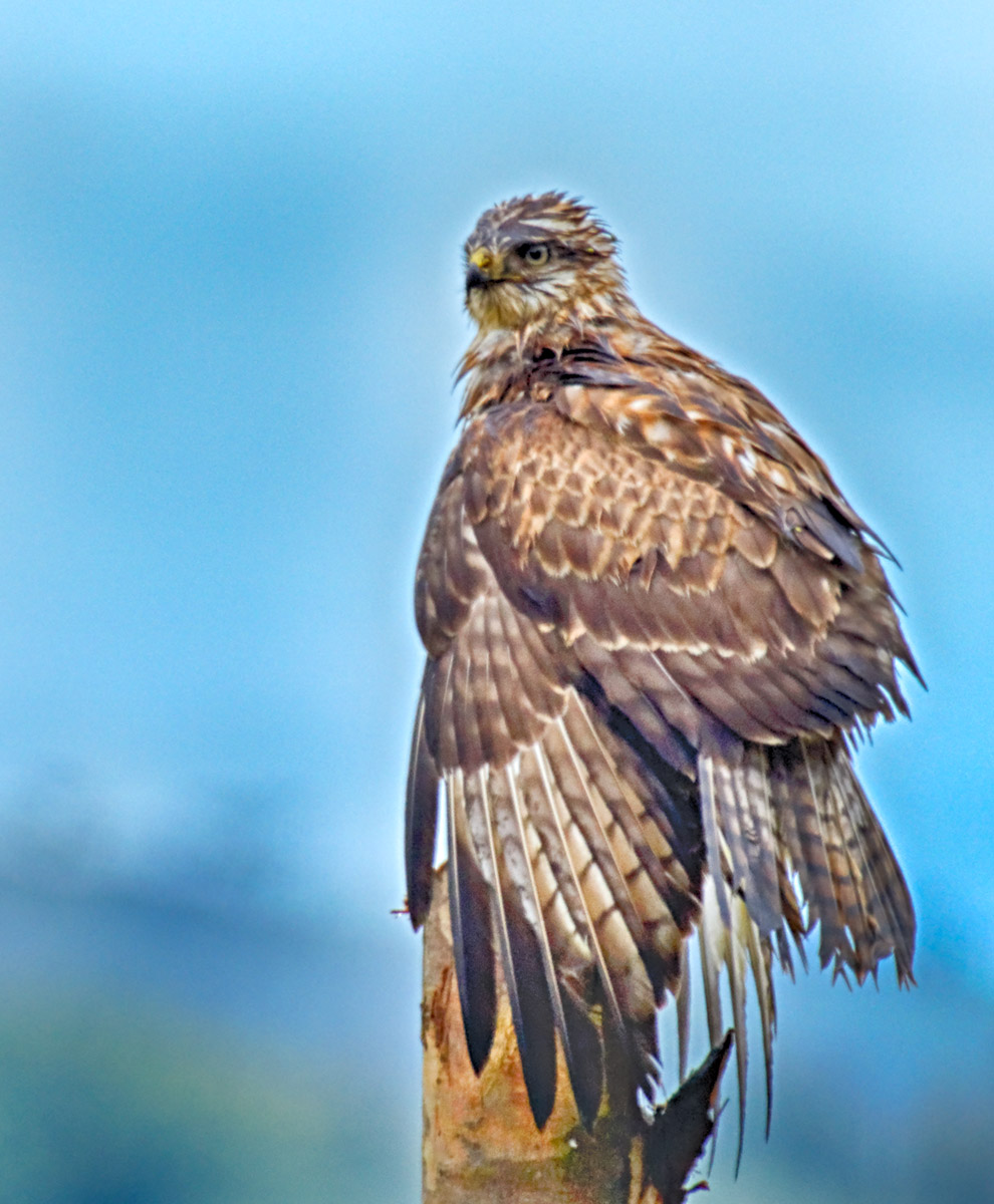 Bedraggled - Juvenile
