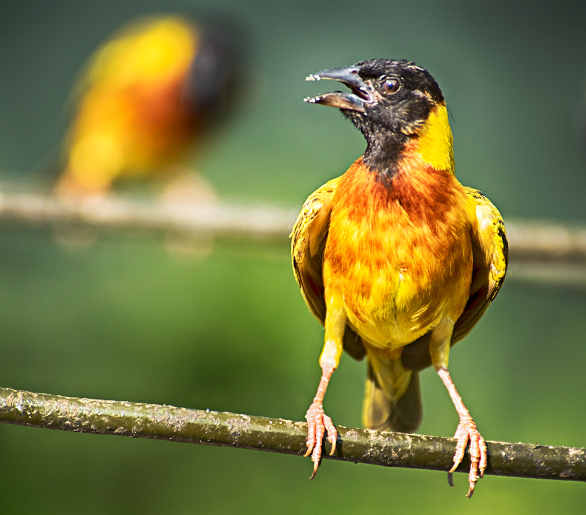 Black-headed Weaver (Ploceus melanocephalus)