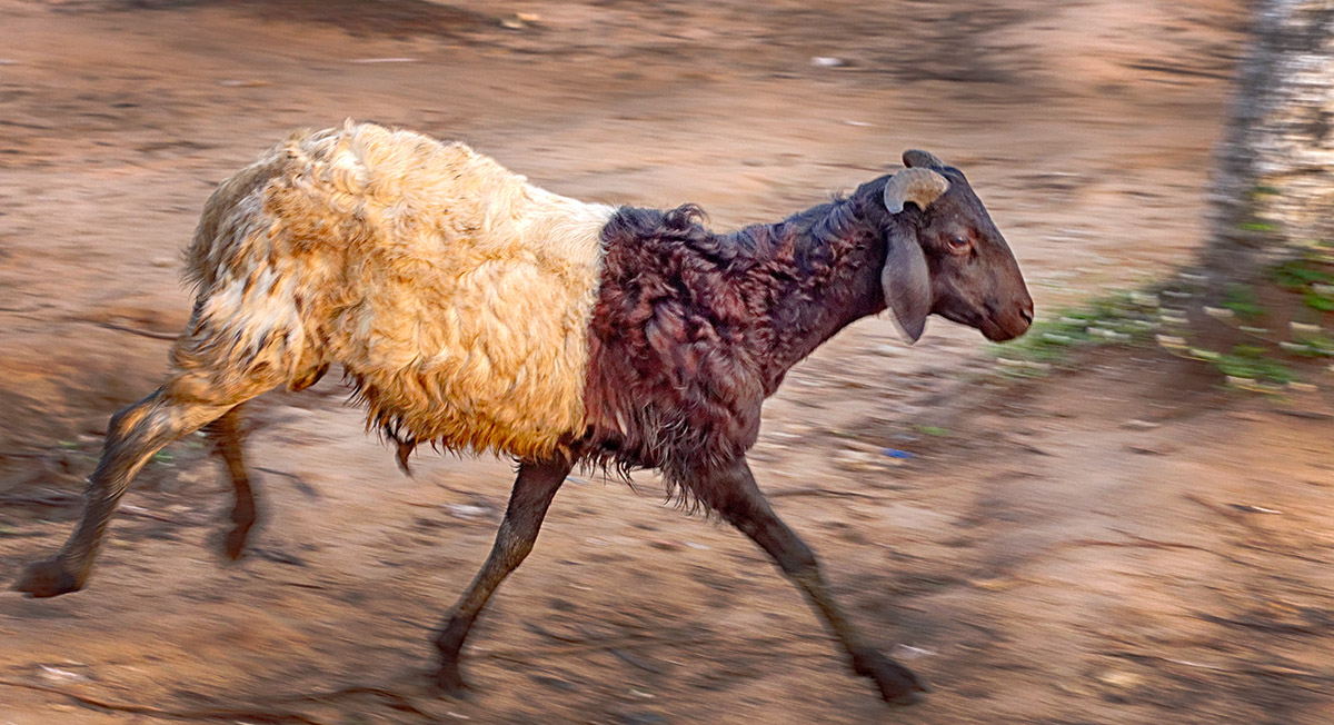 Sheep on the Run