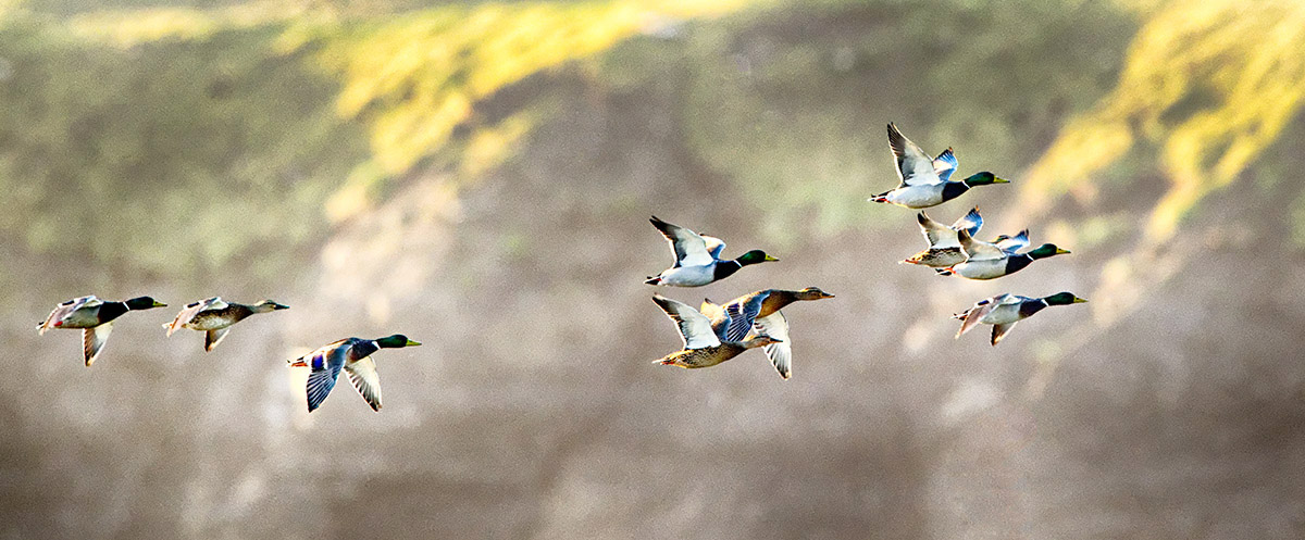 Cliff-side Fly-by