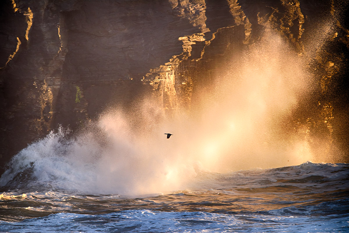 Cliff-face Cormorant