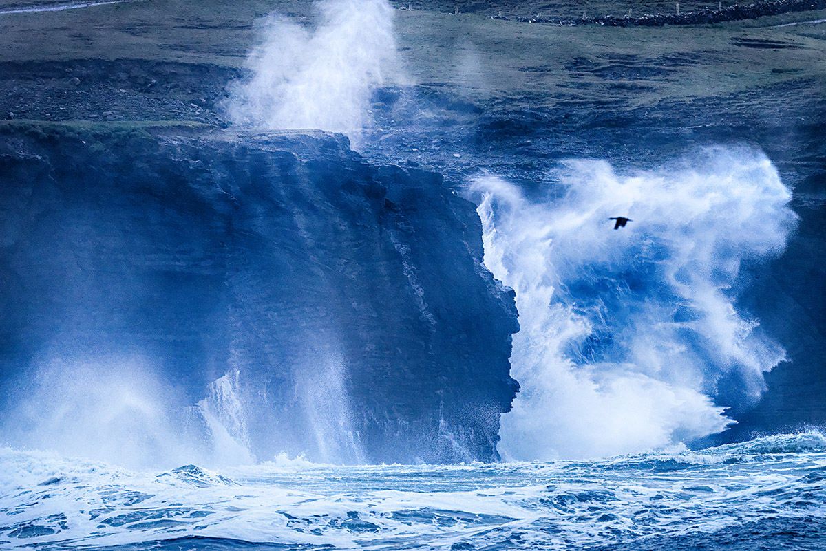 Cliff-face Cormorant 