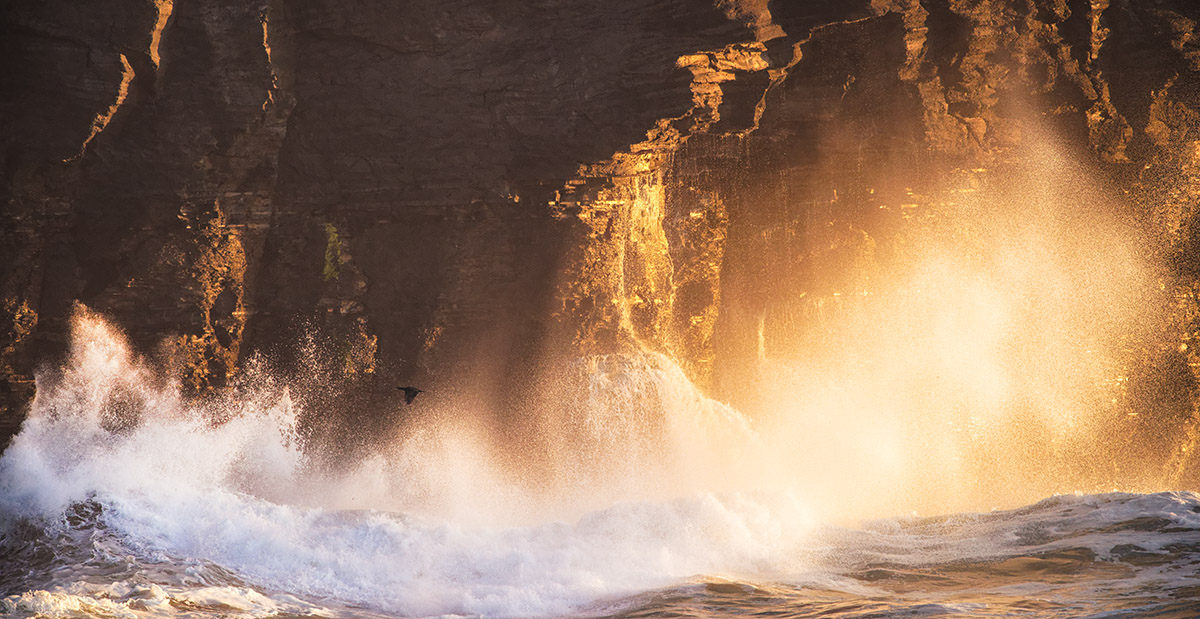 Cliff-face Cormorant 