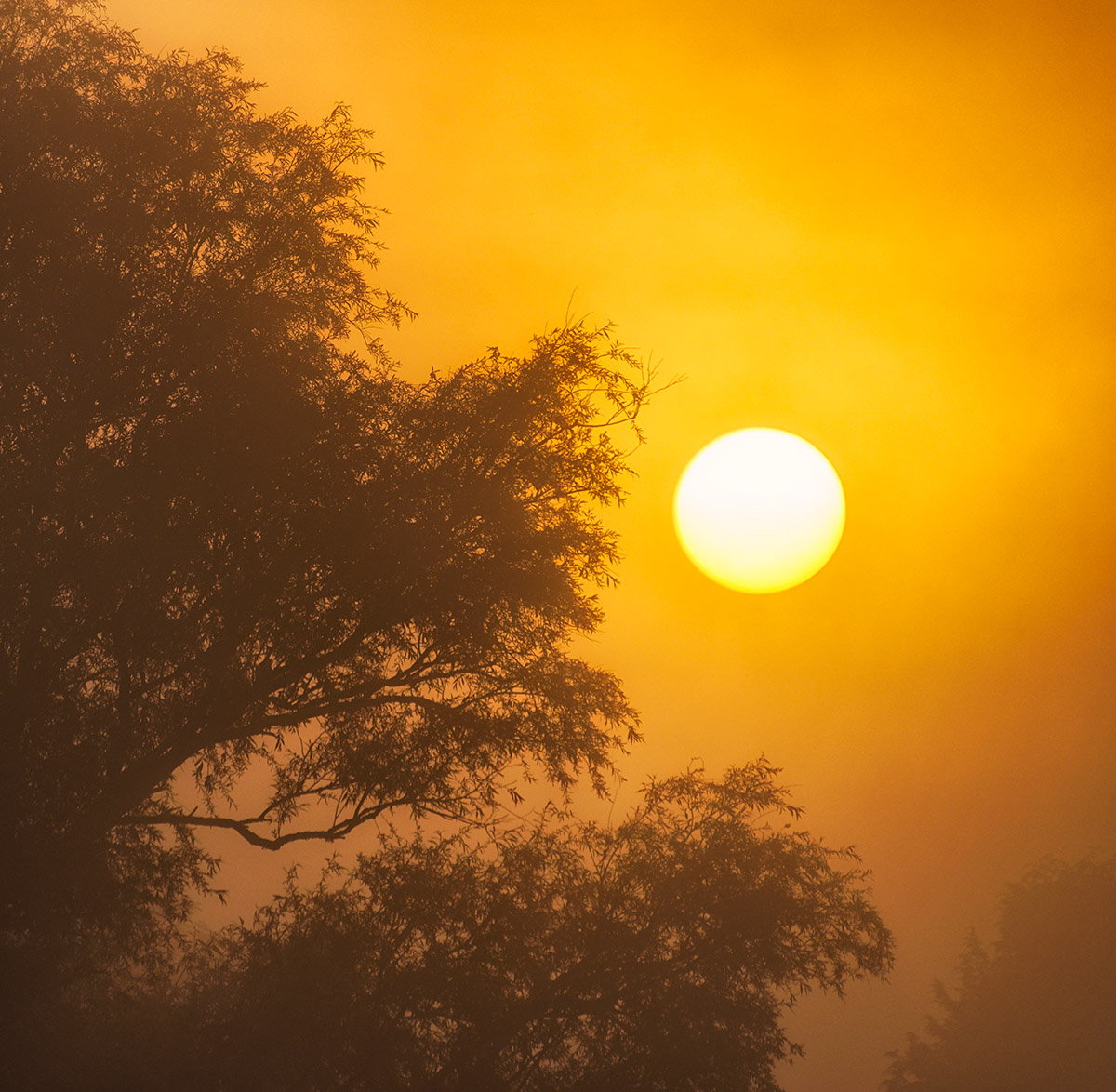 Foggy Dawn