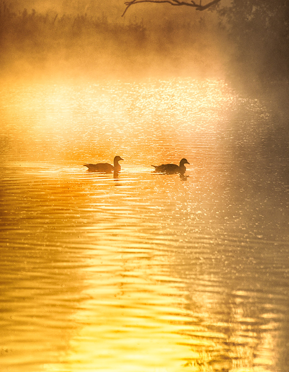 Geese at Dawn