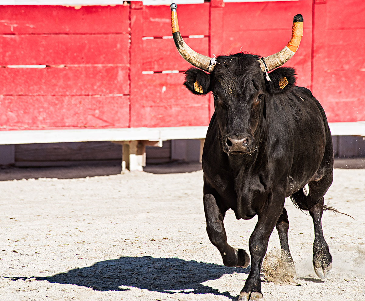 A whole load of angry bull