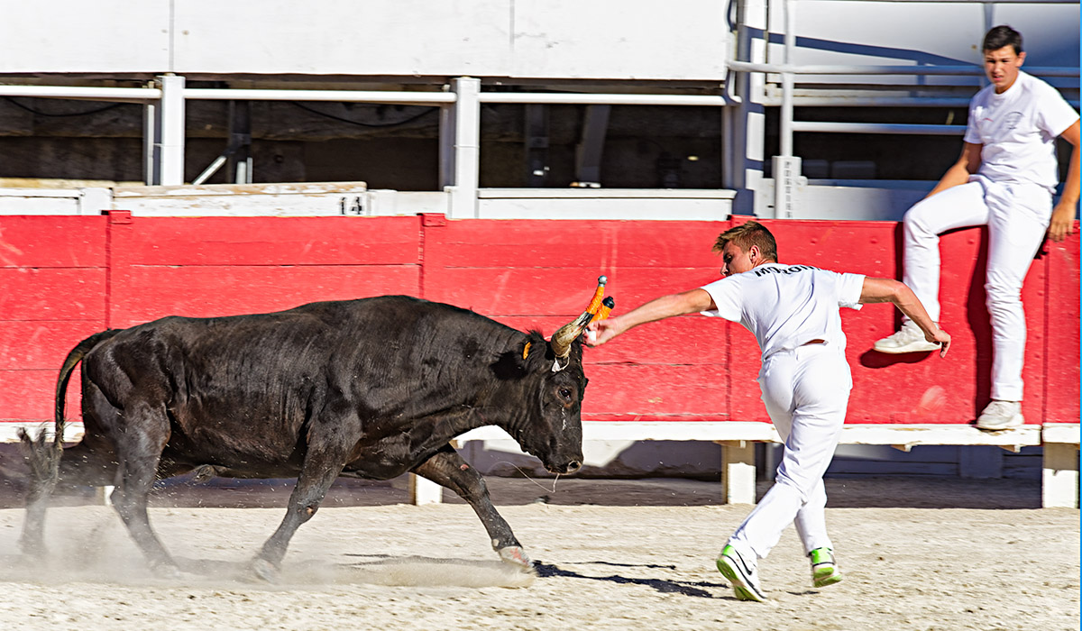 Tauromachie - French Style