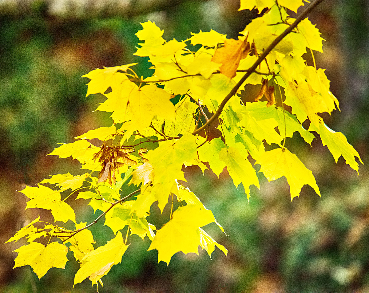 Autumn Leaves