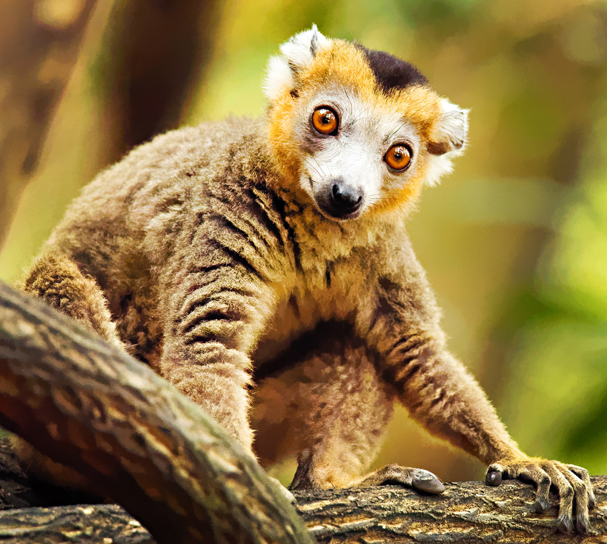 Crowned Lemur (Eulemur coronatus) 