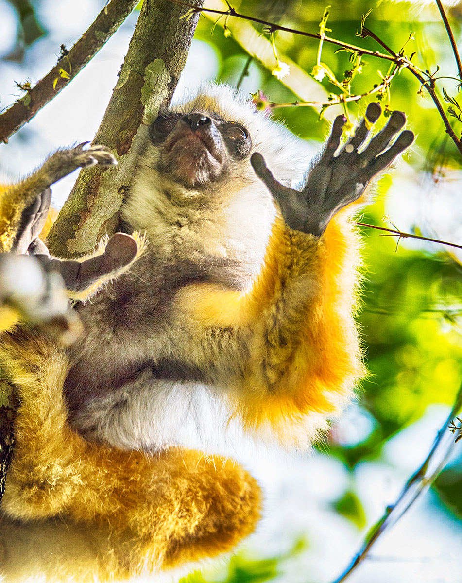 Diadem Sifaka Baby (Propithecus diadema)