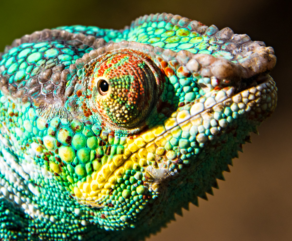 Head Shot
