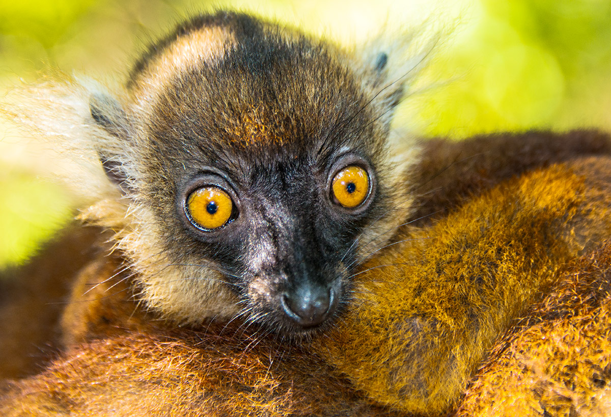 Baby Lemur