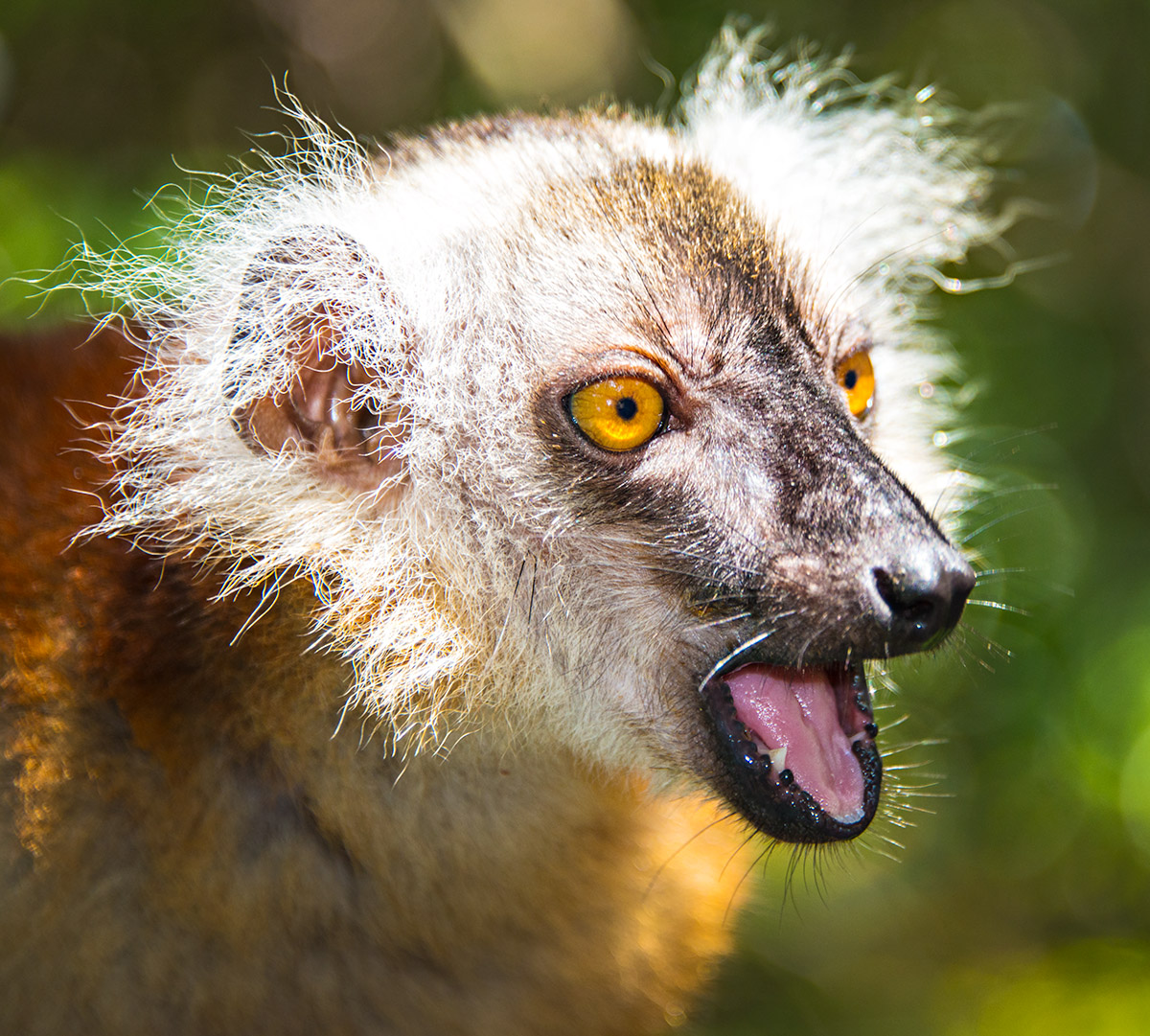 Black Lemur (female)