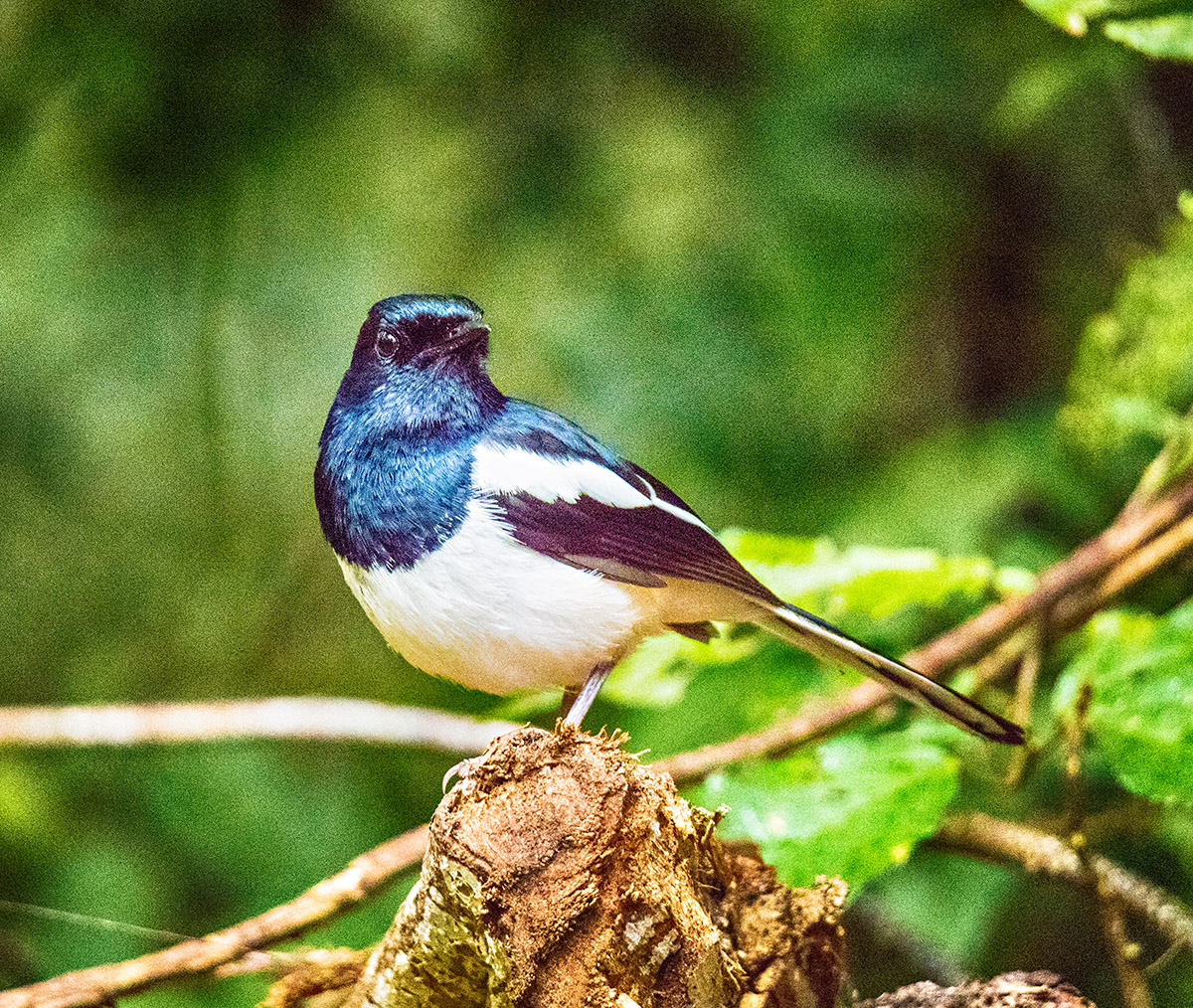 Madagascan Magpie-Robin (Copsychus albospecularis) Male