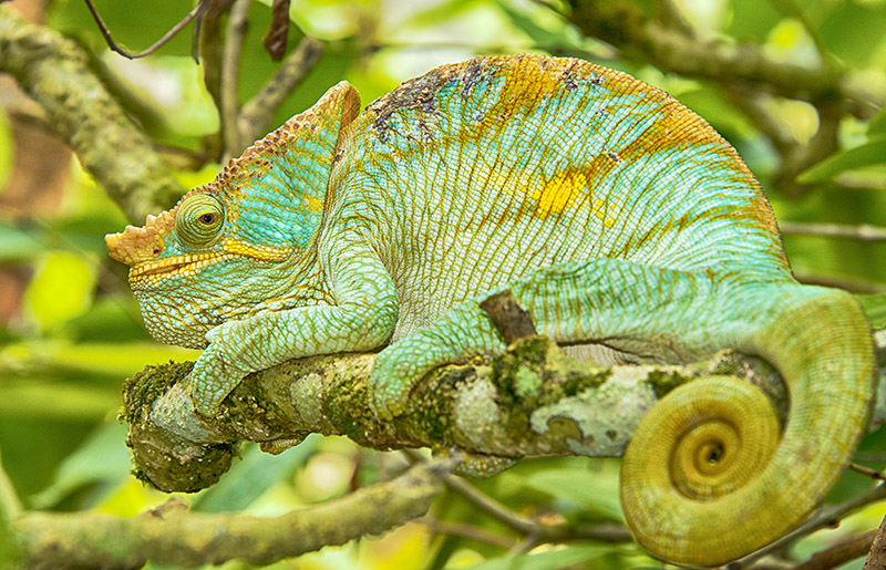 Parson's Chameleon (Calumma parsonii)