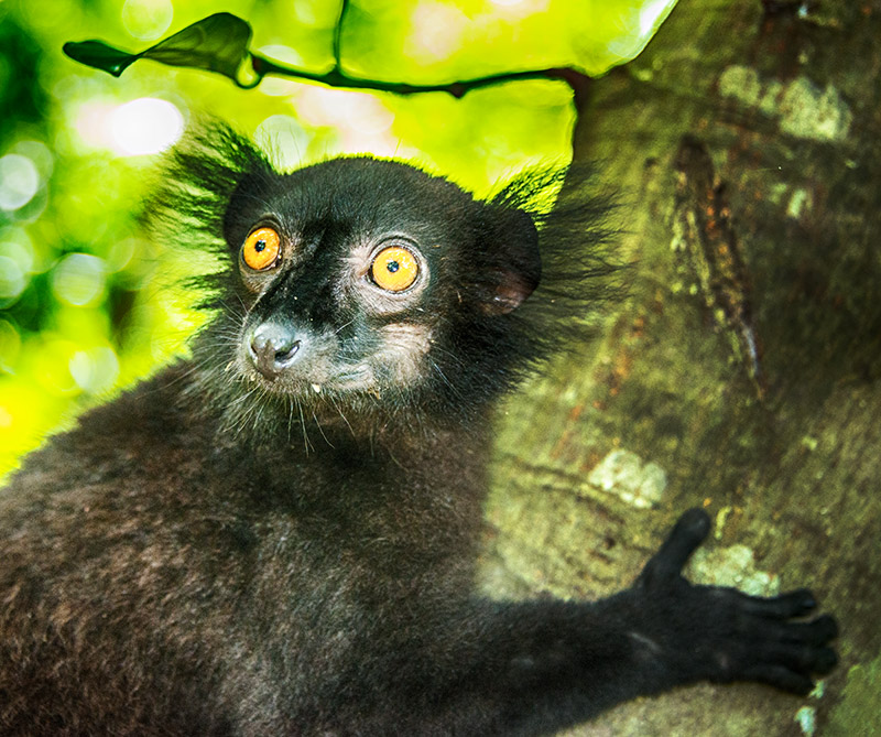 Black Lemur (Eulemur macaco) Male