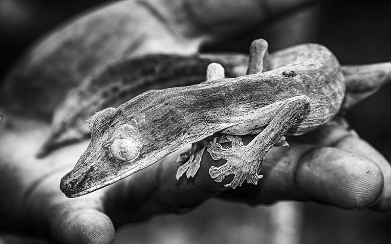 Leaf-Tailed Gecko (Uroplatus)