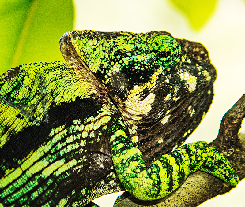 Green Chameleon
