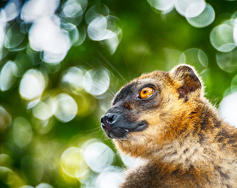 Brown Lemur