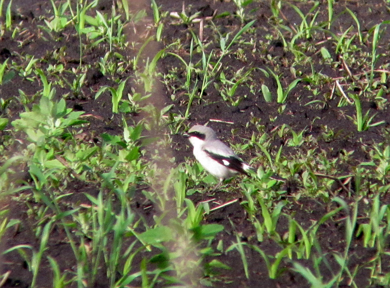 Loggerhead shrike Portage Co 7 June 2013a.jpg