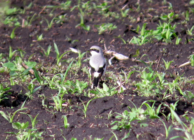 Loggerhead shrike Portage Co 7 June 2013b.jpg
