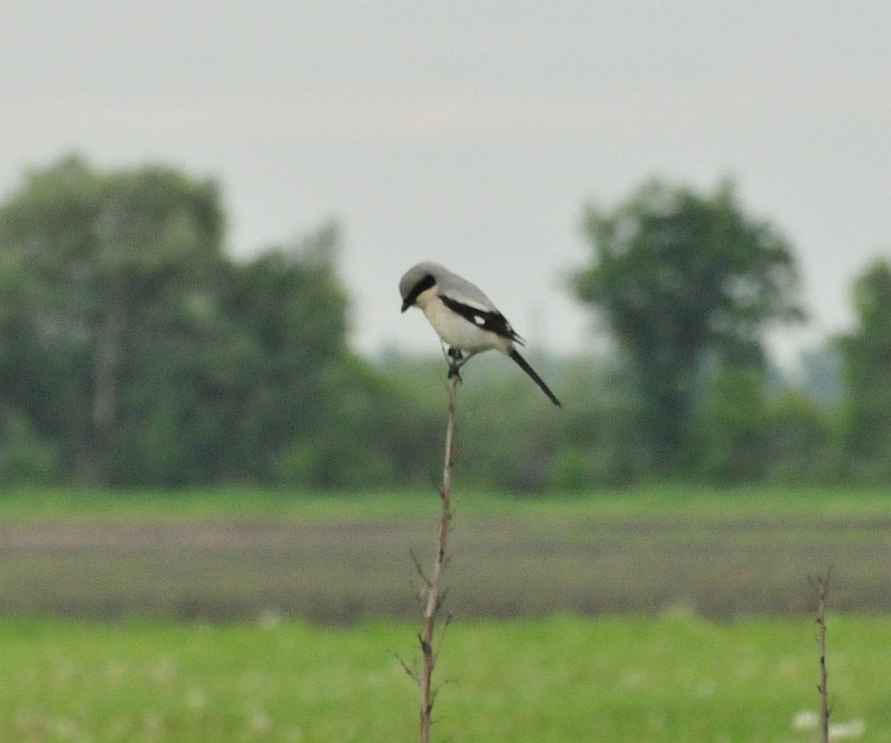 Loggerhead shrike Portage Co 7 June 2013f.jpg