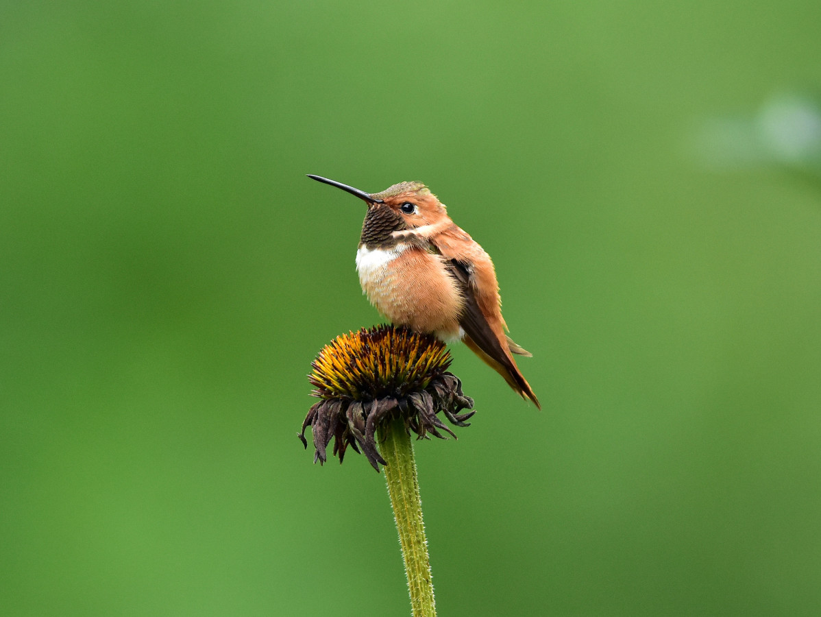 Rufous hummingbird 8 August 2015