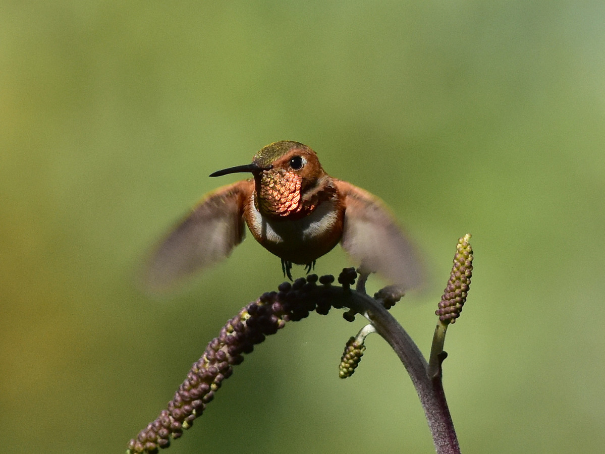 Rufous hummingbird 4 August 2015