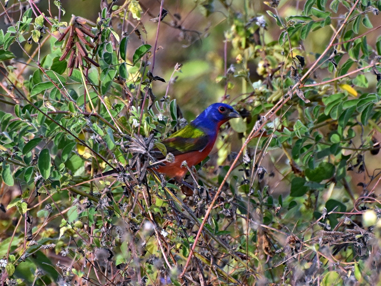 Painted bunting