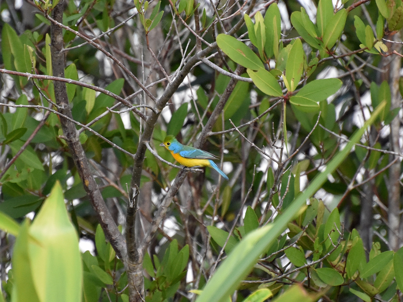 Orange-breasted bunting