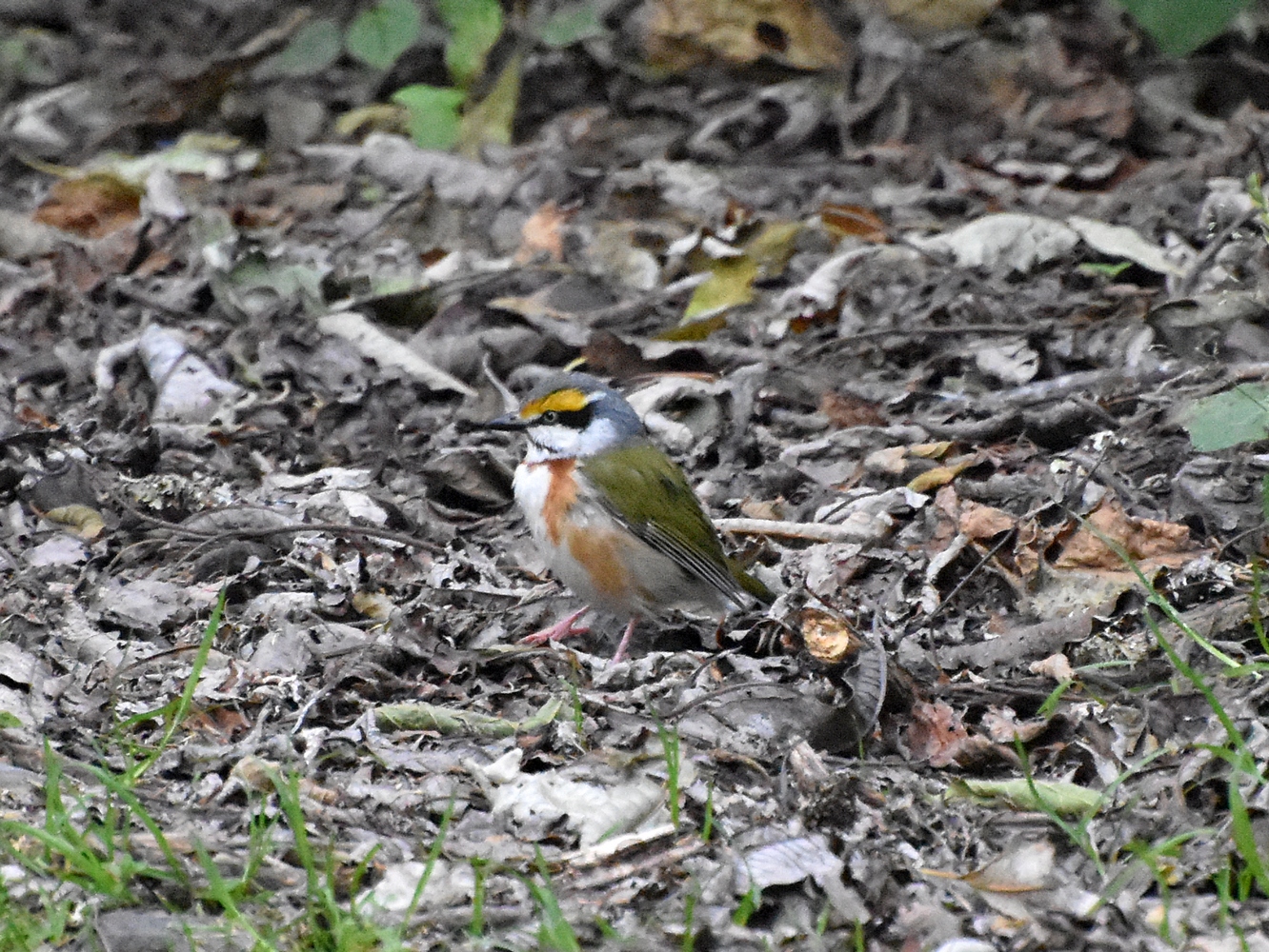 Chestnut-sided Shrike-vireo