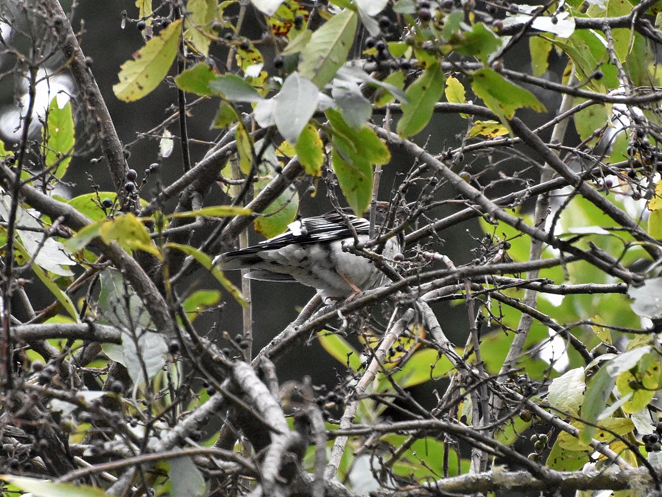 Aztec thrush