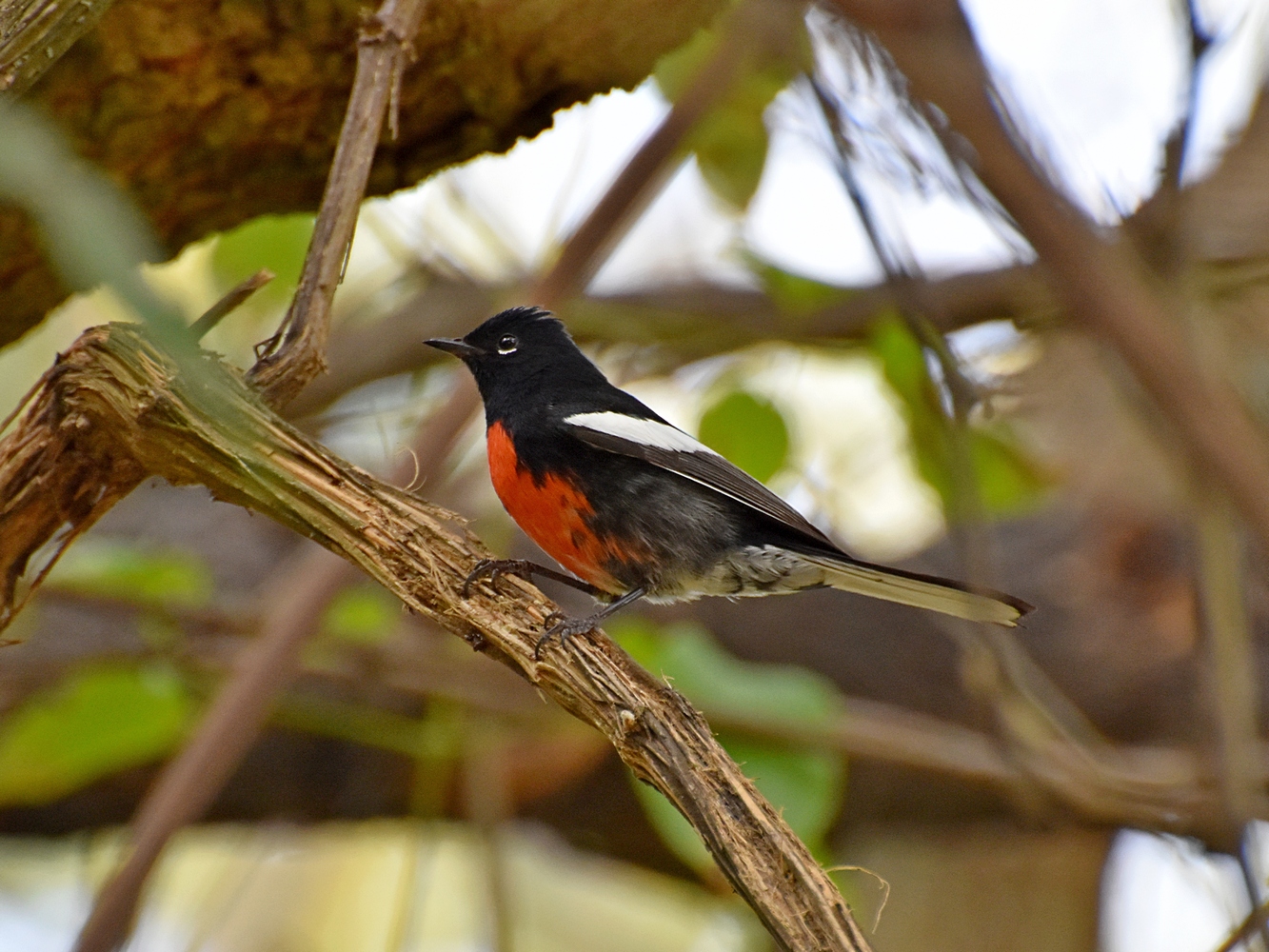 Painted redstart