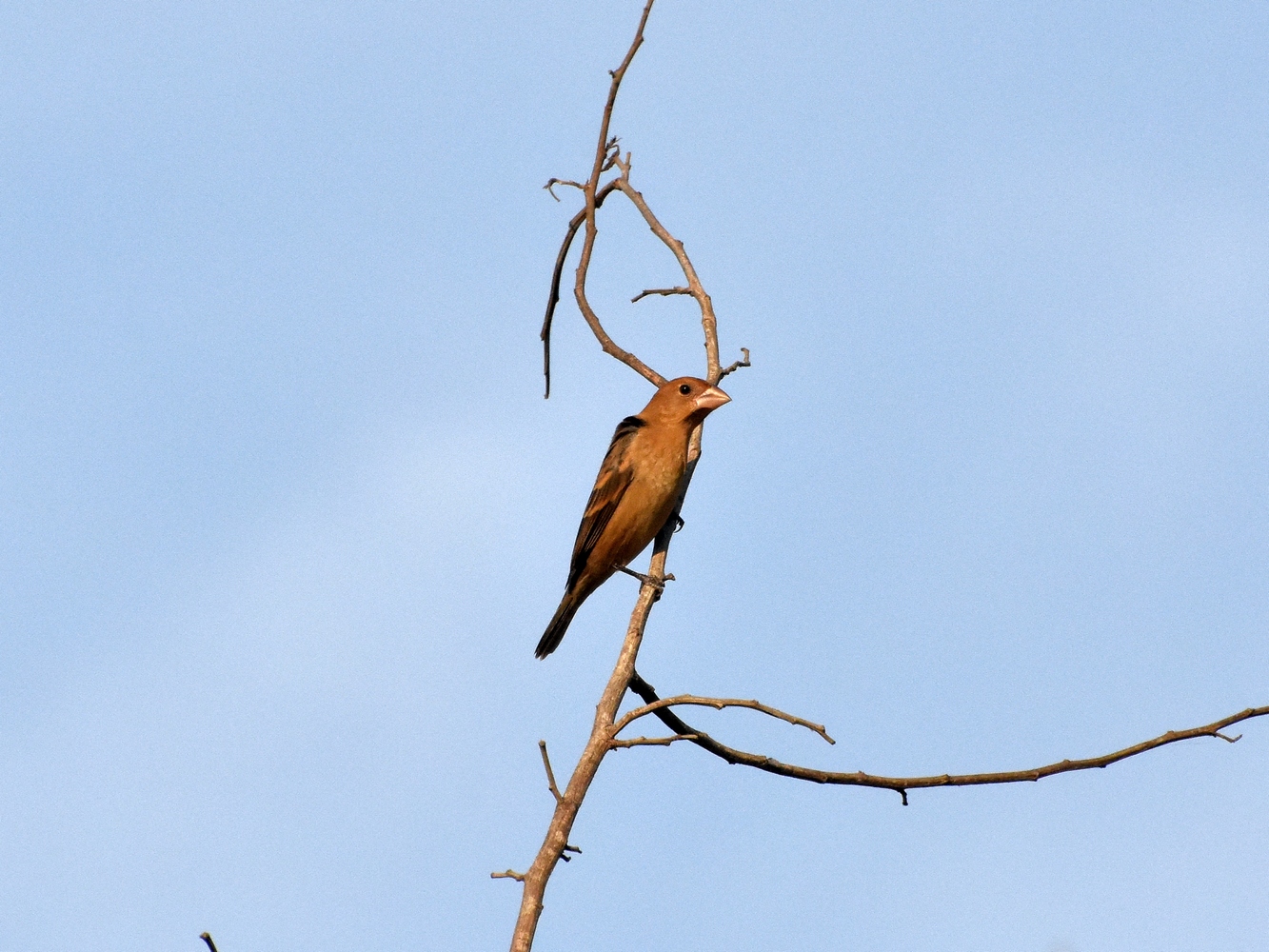 Blue grosbeak