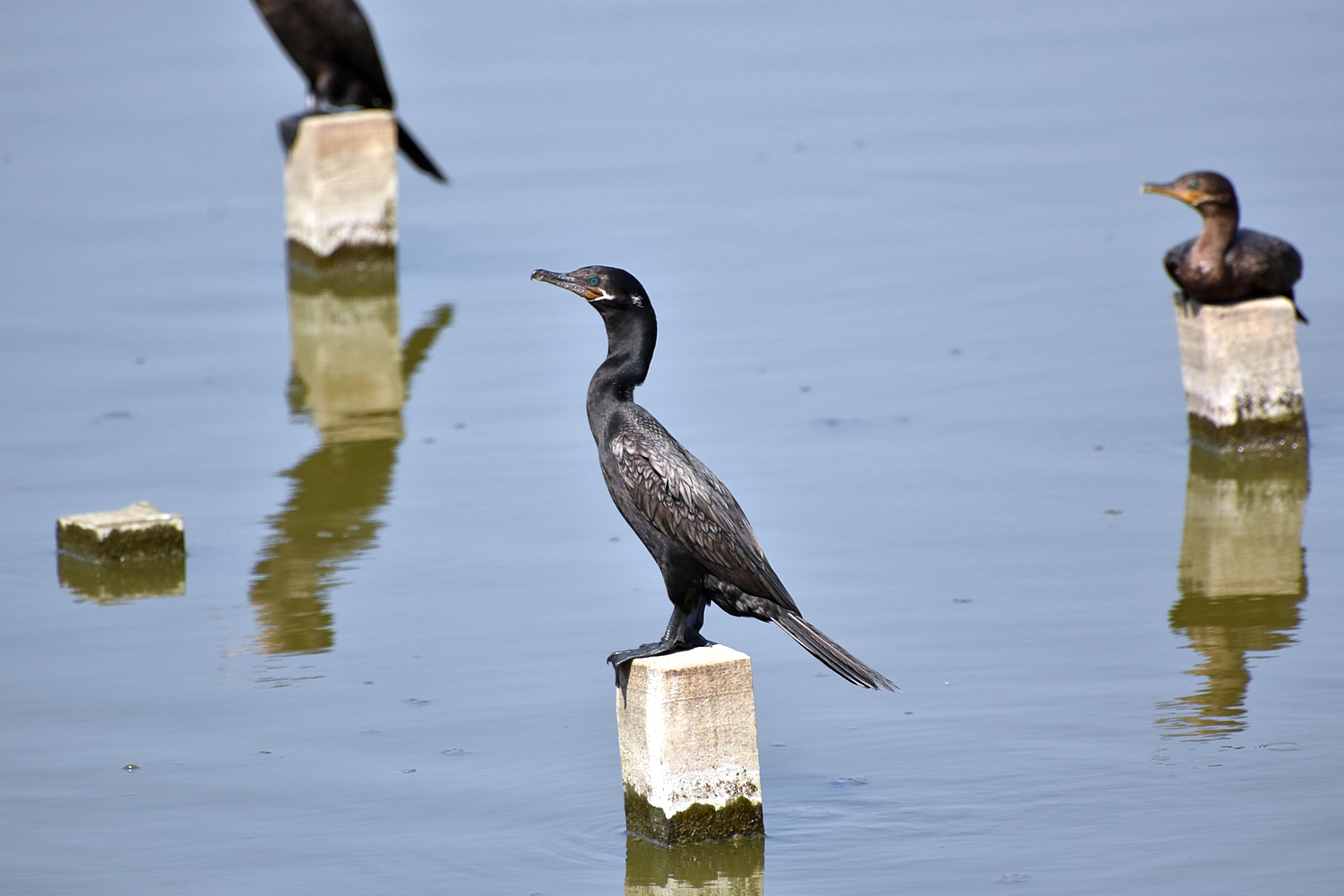 Neotropic cormorant