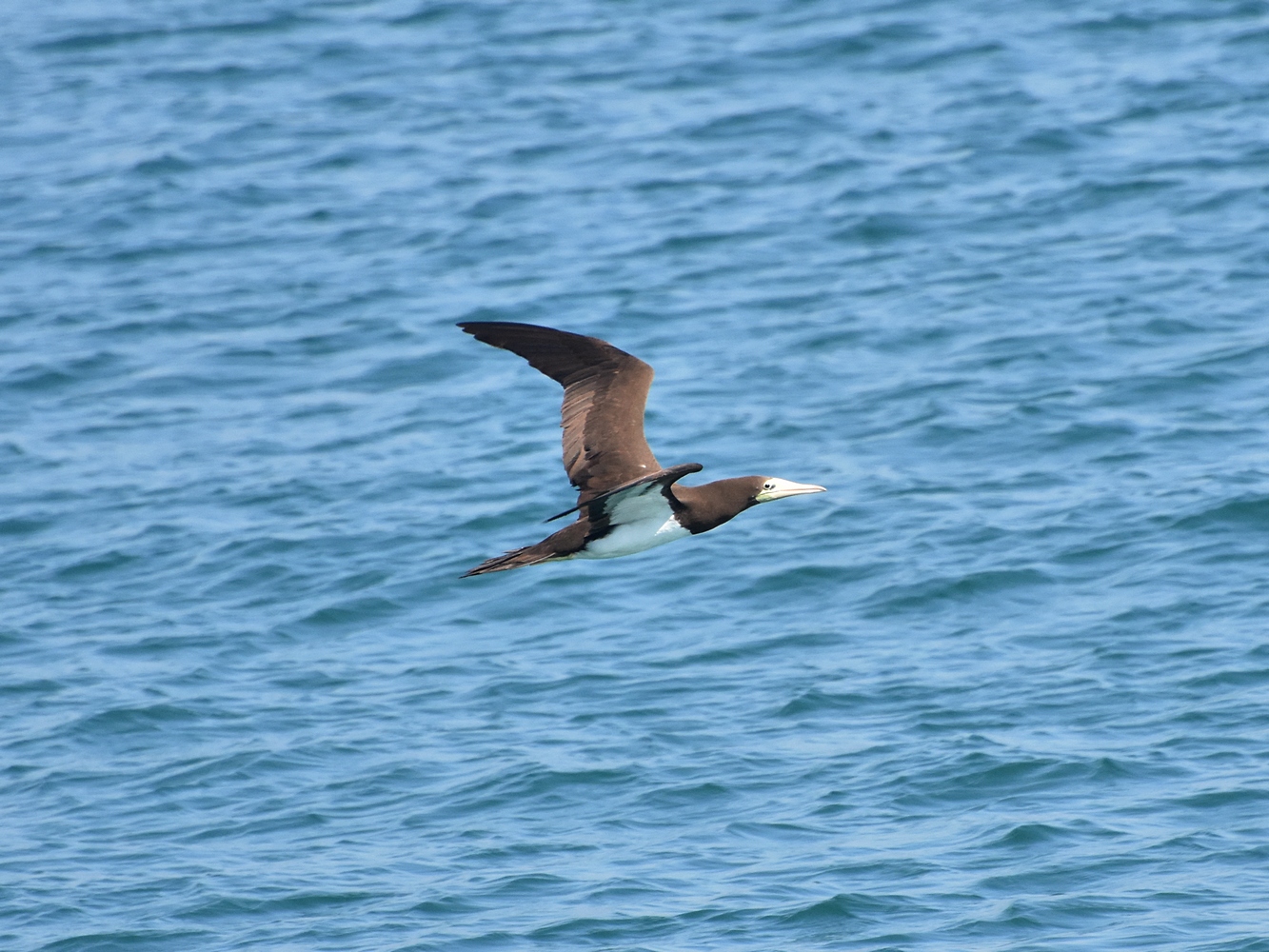 Brown Booby