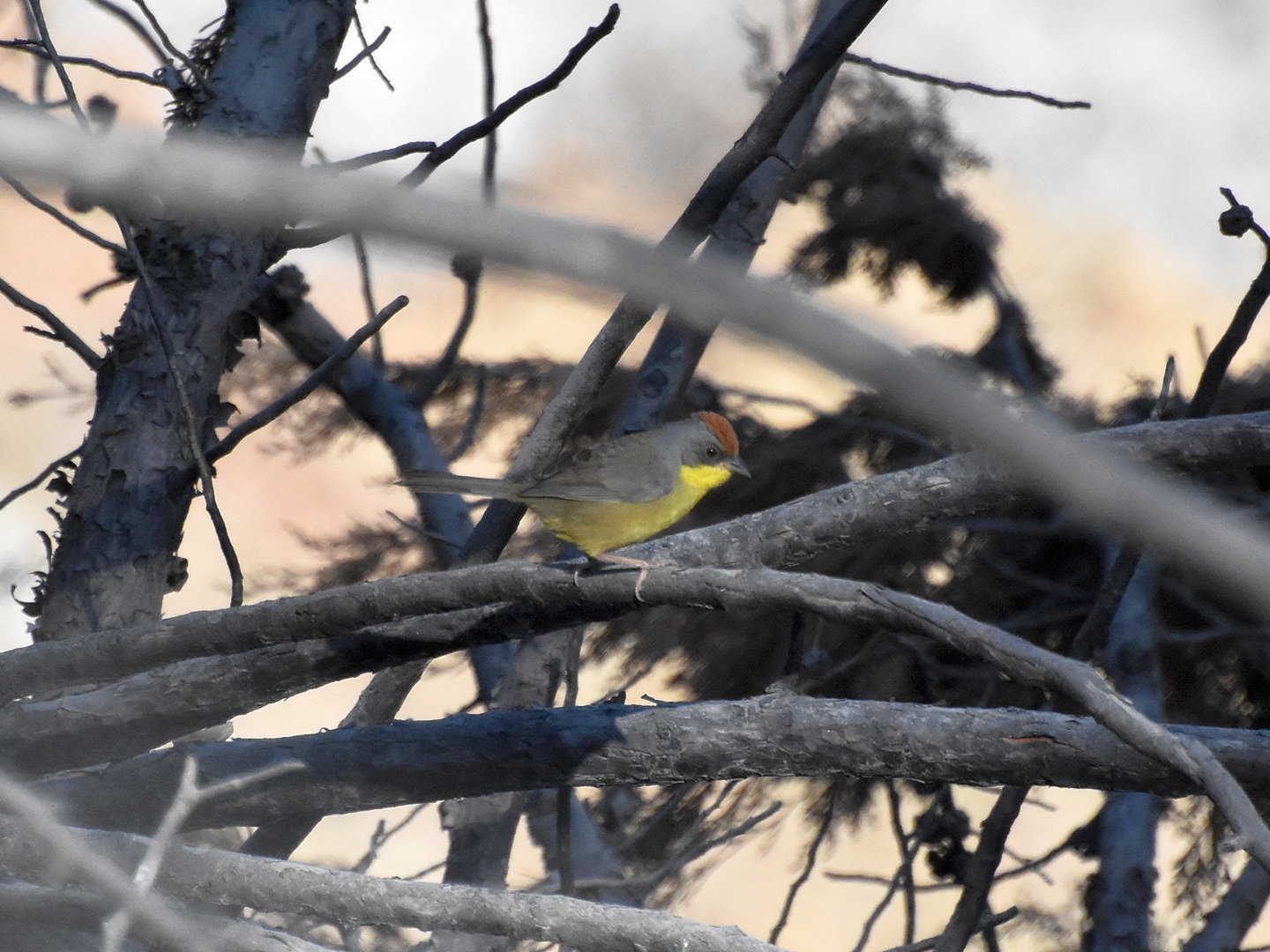 Rufous-capped Brushfinch