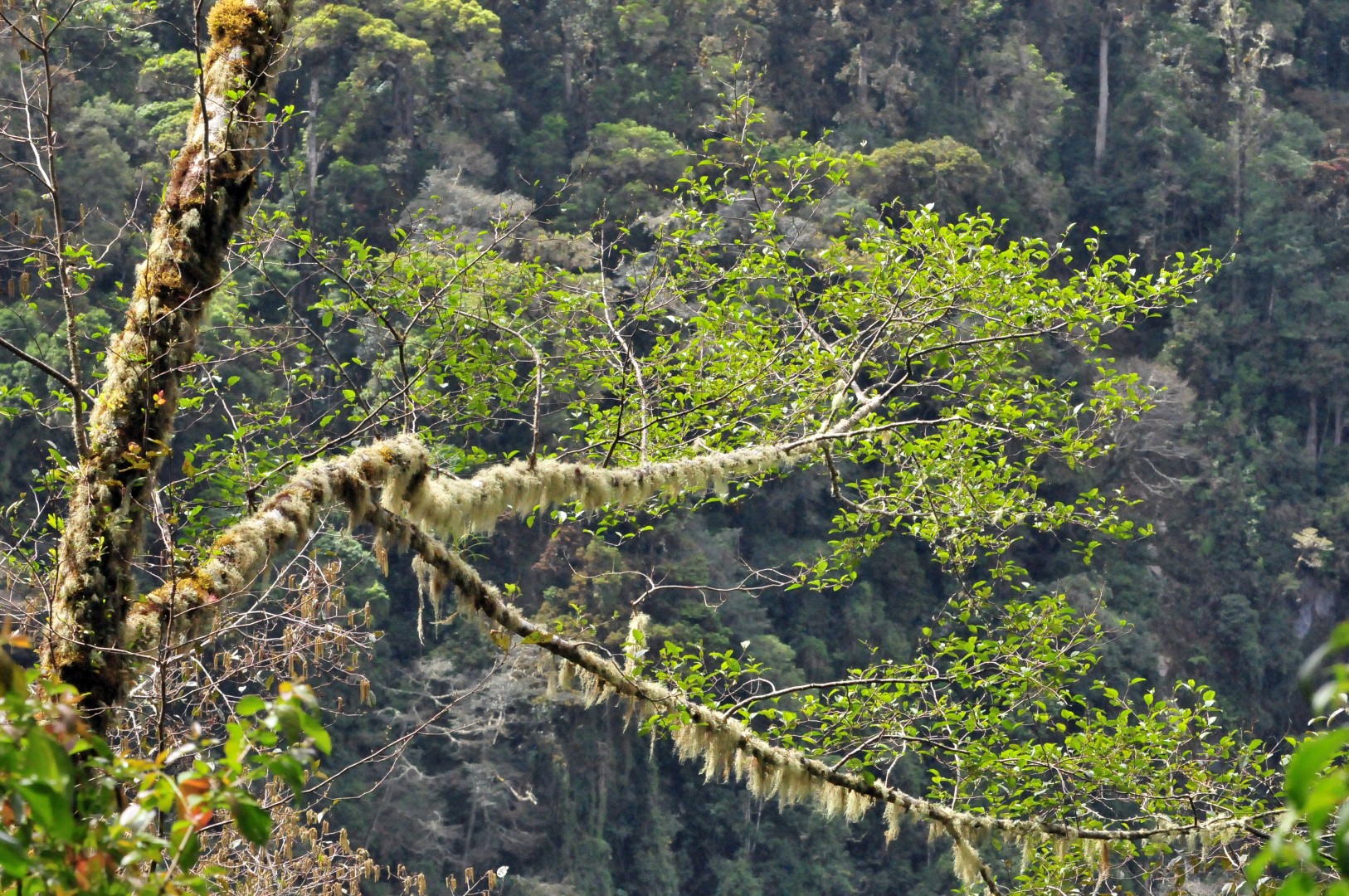 Volcan Baru view