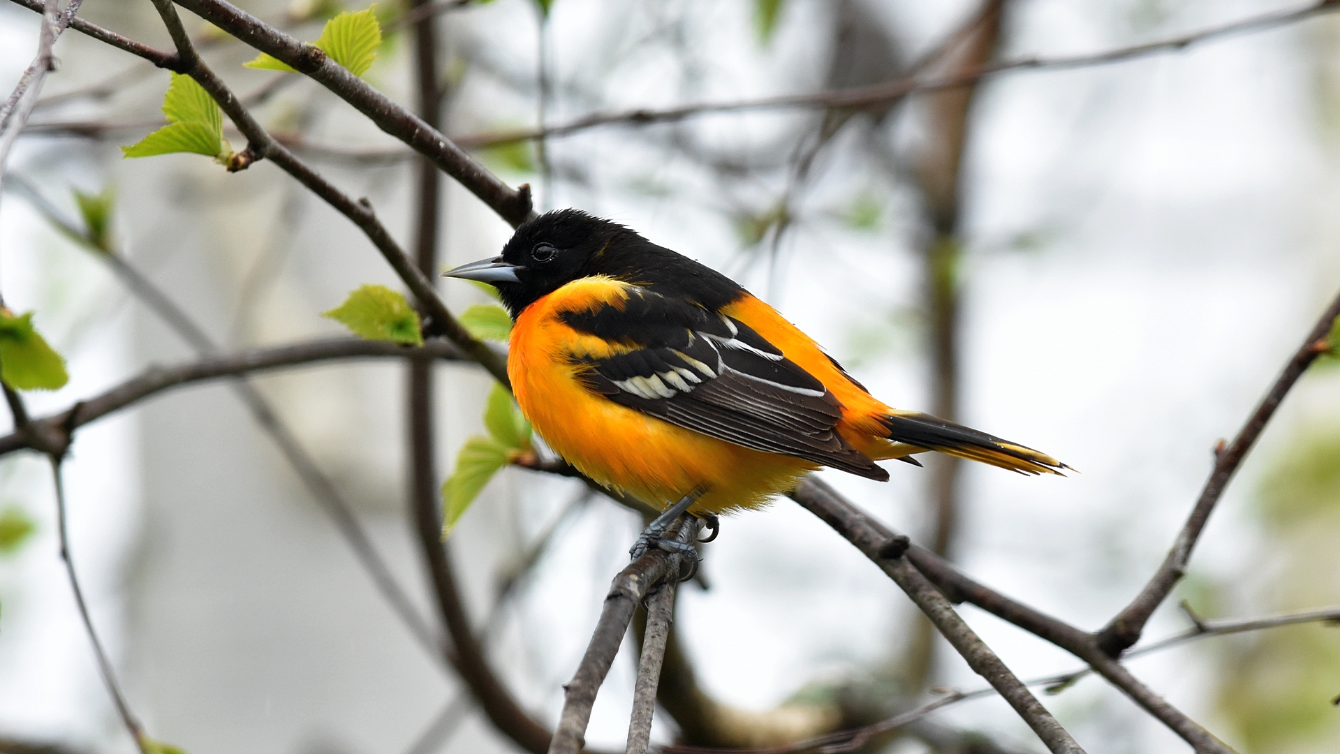 Baltimore oriole