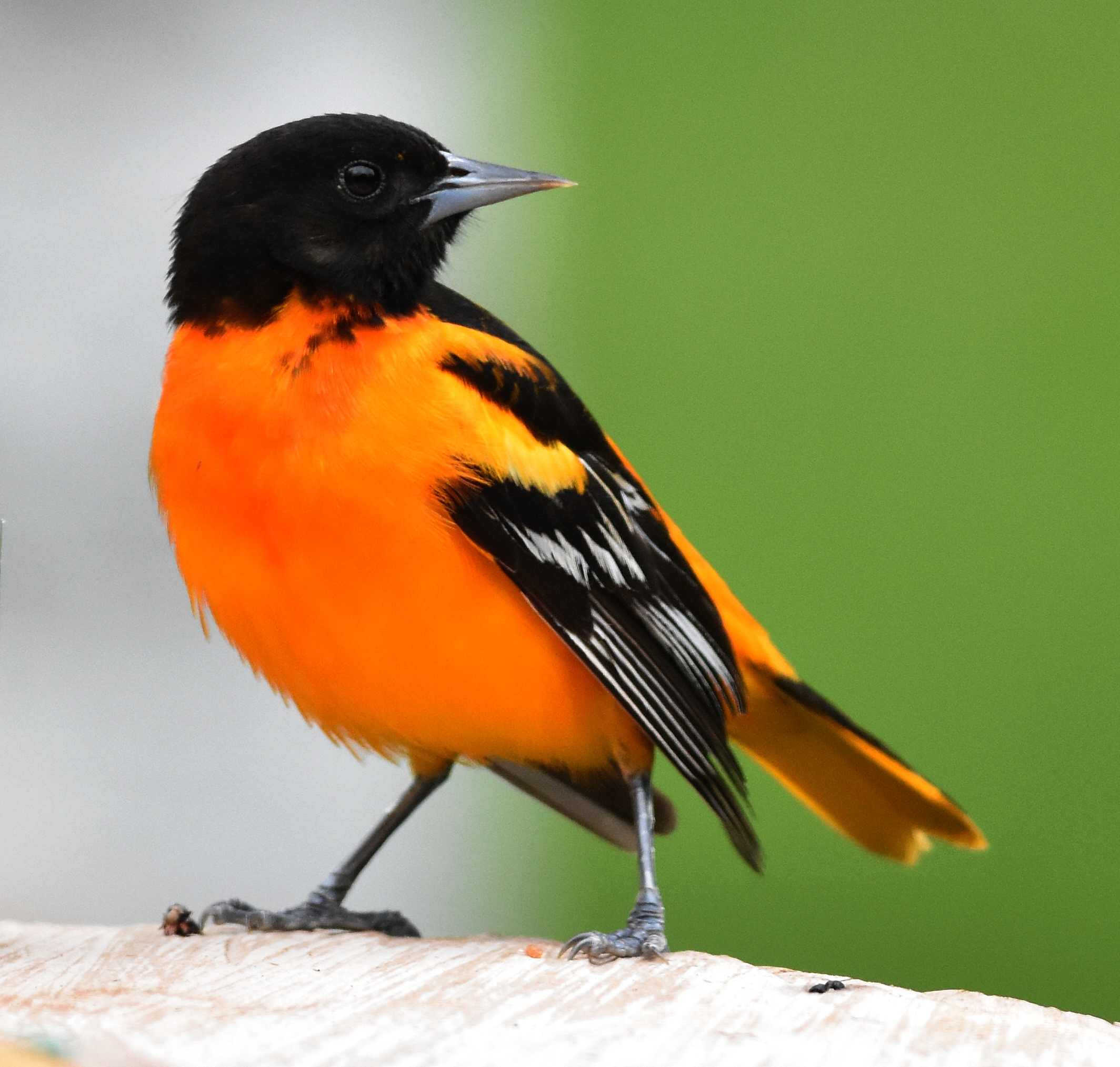 Baltimore oriole
