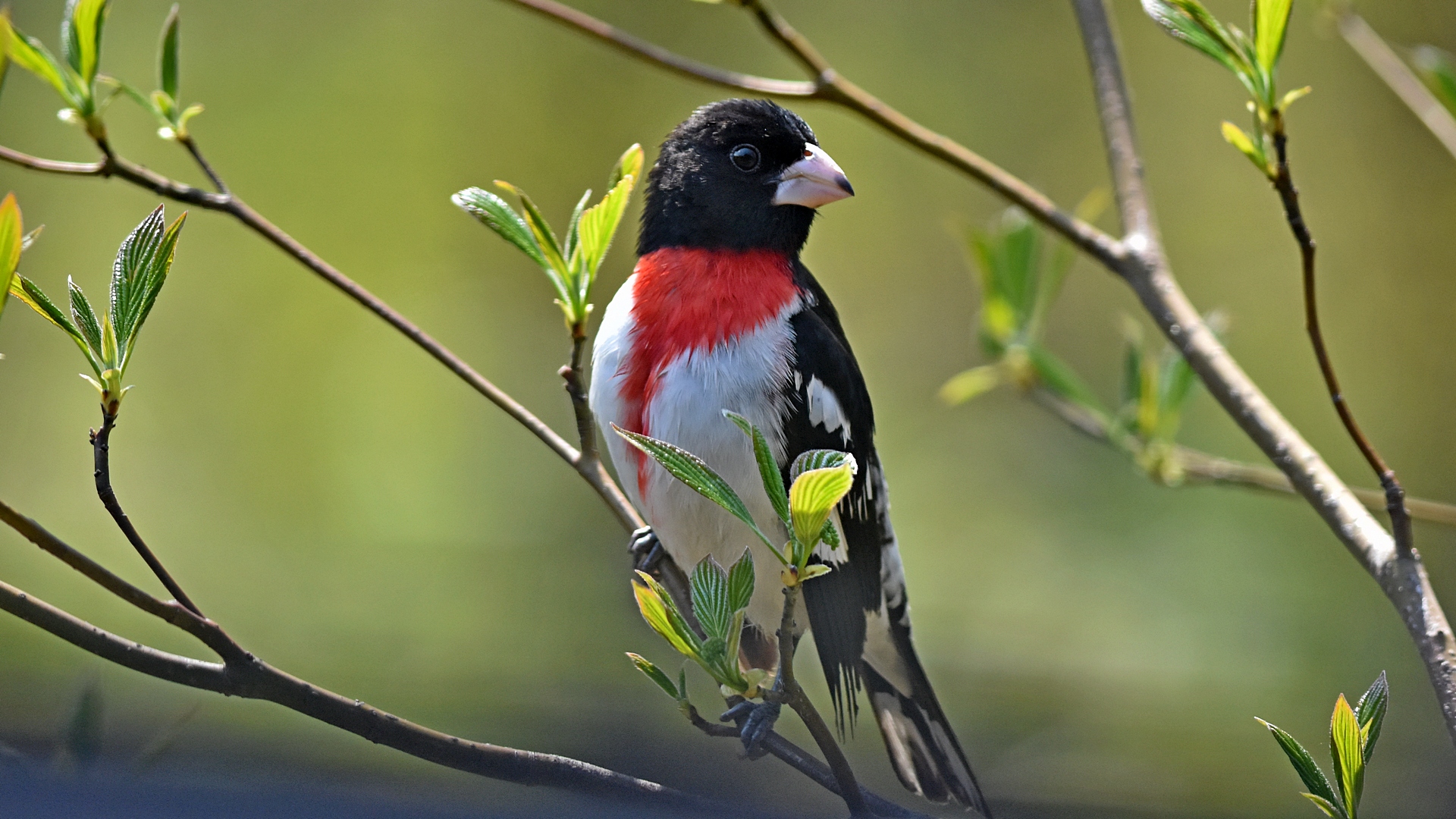 RB Grosbeak