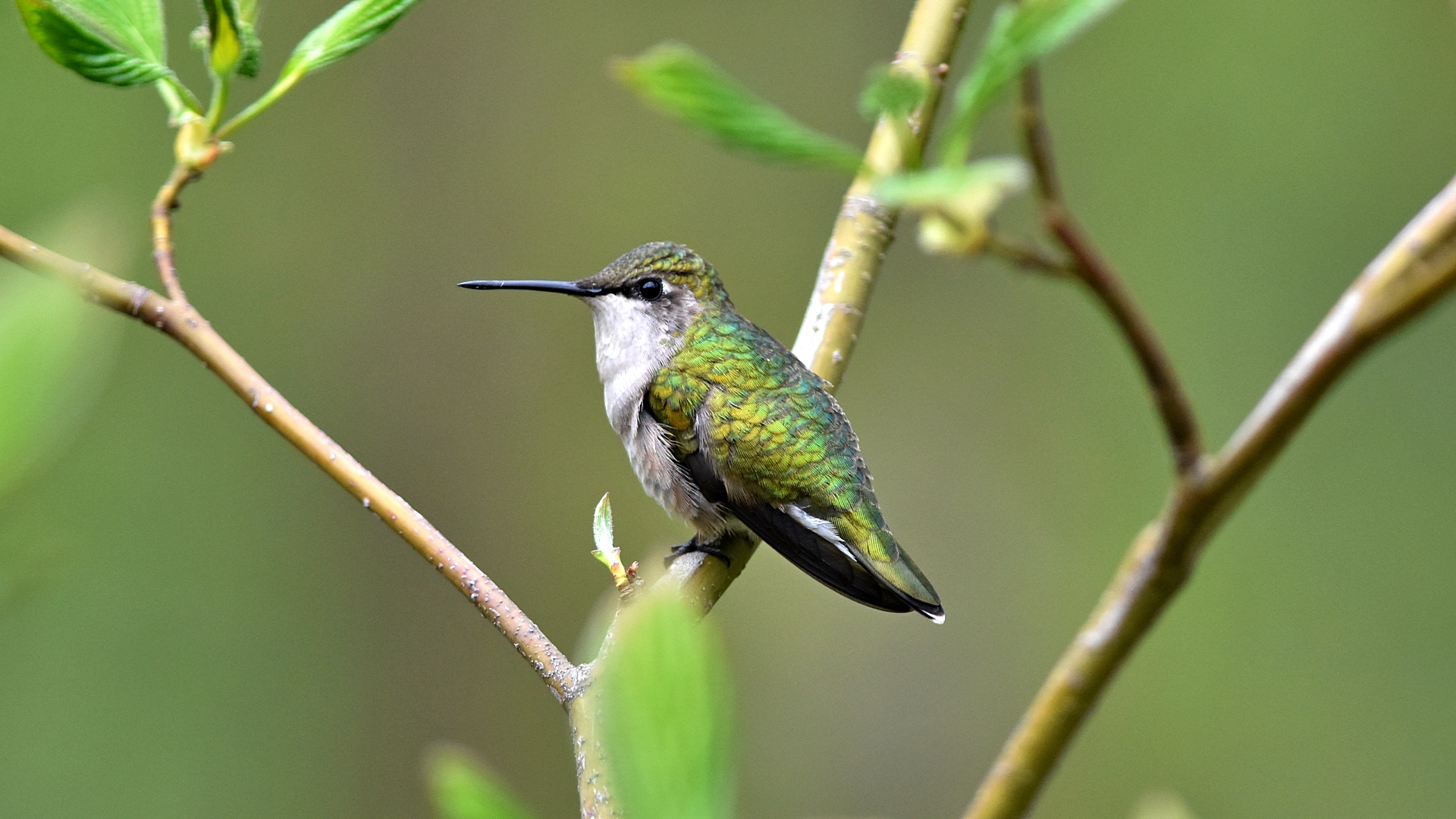 Female Ruby-throat 13 May 2016