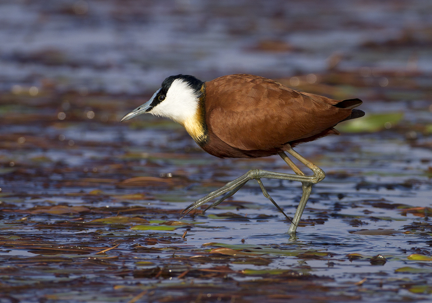 African jacana
