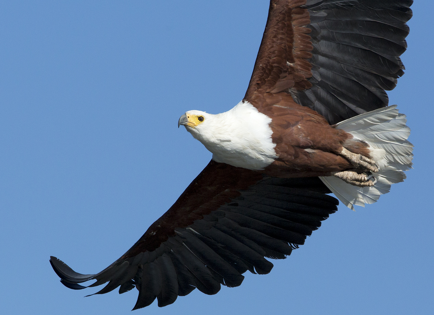 Fish eagle