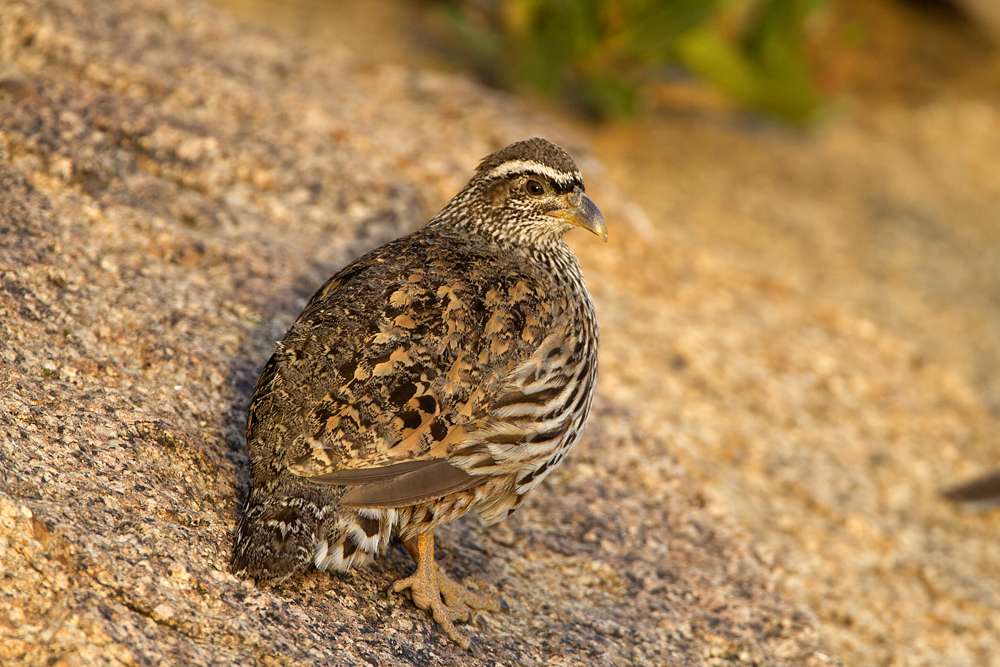 Namibia web038.jpg