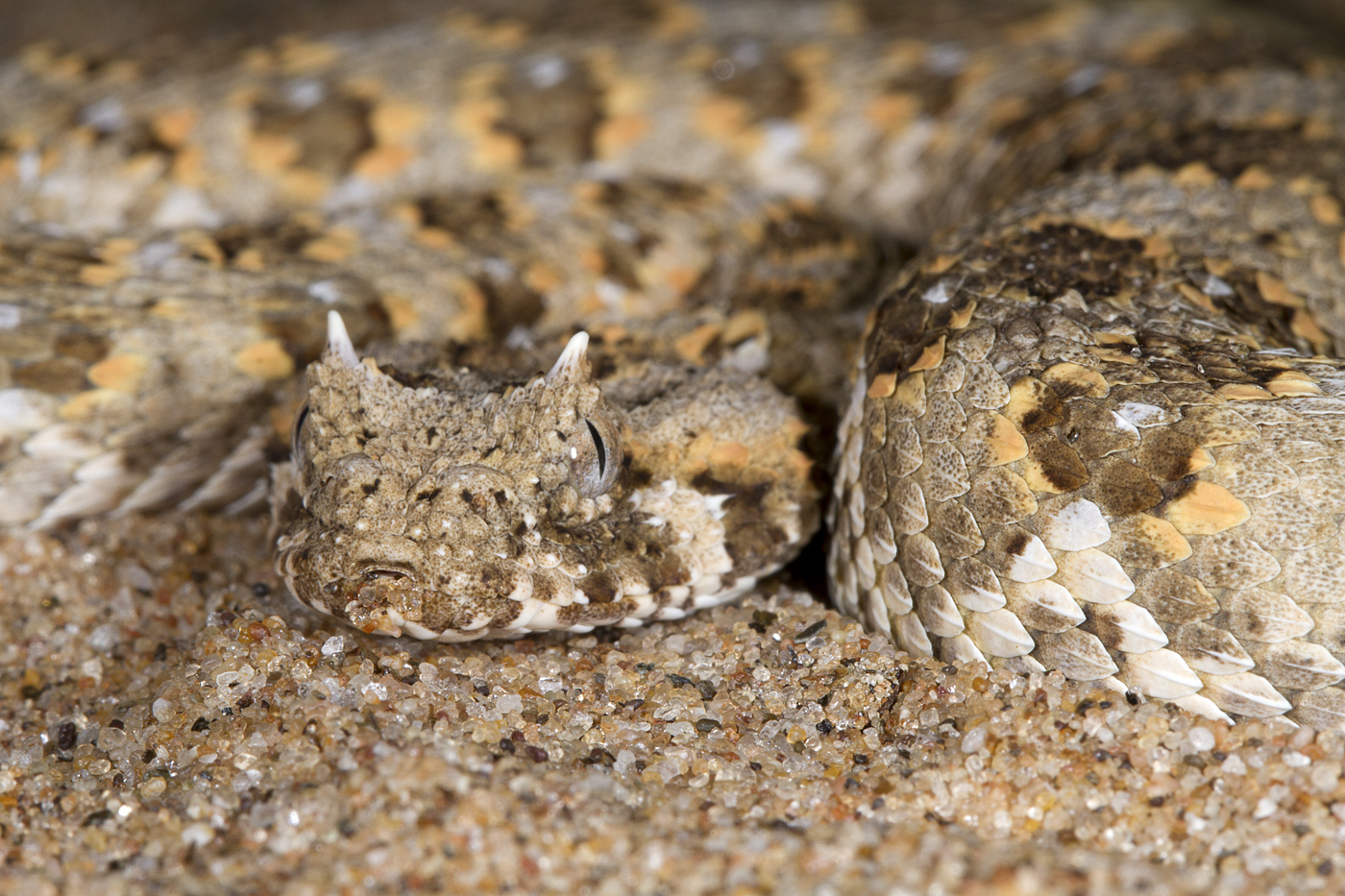 Horned adder