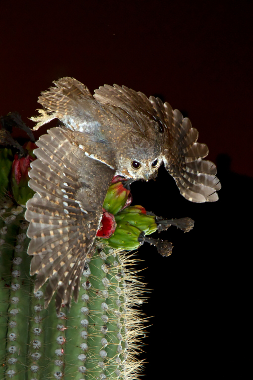 elf owl az  21212.JPG