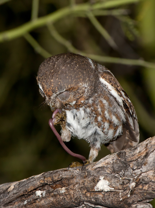 elf owl az  21112.JPG